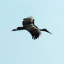 flying black stork