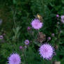 sun fly on the thistle