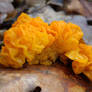 golden jelly fungus