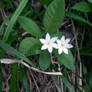 arctic starflower