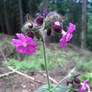 red catchfly