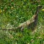 common pheasant female