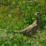 pheasant female