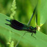 banded demoiselle