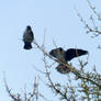 western jackdaw