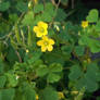 common yellow woodsorrel