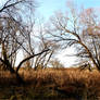 reeds by brook