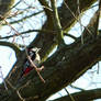 woodpecker