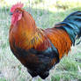 rooster