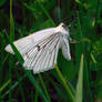 black-veined moth