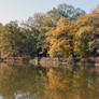 trees by the pond