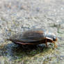 diving beetle