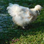 white chicken