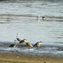 egrets