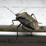 Mottled Shieldbug