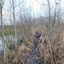 path in the reeds