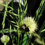 Bumblebee on onion bloom