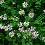 purple crown vetch