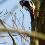 Great spotted woodpecker