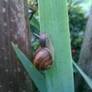 snail