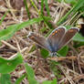 brown argus - front