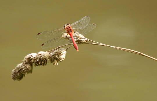 red dragonfly