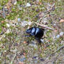 Anoplotrupes stercorosus