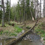 Brook in the forest