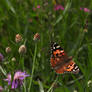 painted lady