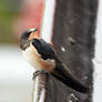 Barn Swallow