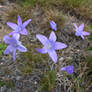 spreading bellflower