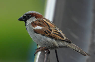 House sparrow