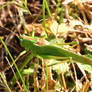 Great Green Bush-Cricket