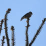 common chaffinch