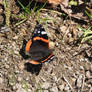 The Red Admiral