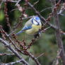 Blue tit