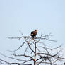 white-tailed sea-eagle