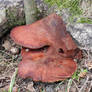 beefsteak fungus