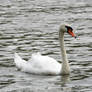 swan