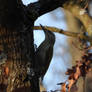 Grey-headed woodpecker