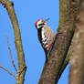 middle spotted woodpecker