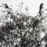 two magpies