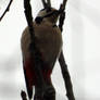 woodpecker