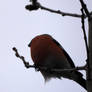 bullfinch