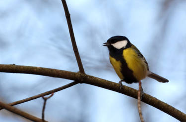 great tit