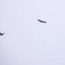 flying cormorants
