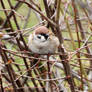 tree sparrow