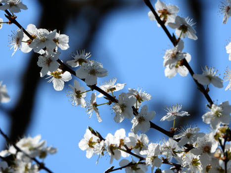 white blooms