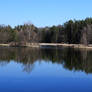 Forest pond