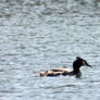 Great Crested Grebe